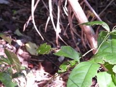 Sabera caesina