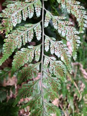Parapolystichum acuminatum