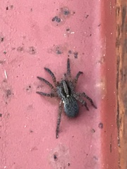 Trochosa sepulchralis