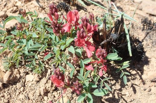 Image of Indigofera sanguinea by no rights reserved