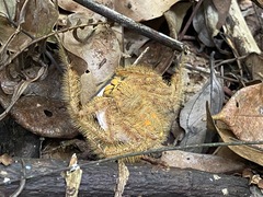 Heteropoda davidbowie