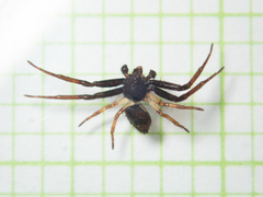 Strigoplus guizhouensis