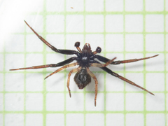 Strigoplus guizhouensis