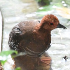Rallina fasciata