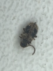Ptinus texanus
