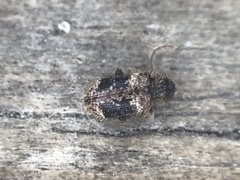 Ptinus texanus