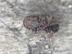 Ptinus texanus