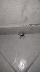 Lycosinae