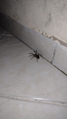 Lycosinae