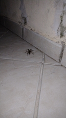 Lycosinae