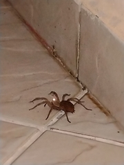 Lycosinae