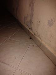 Lycosinae