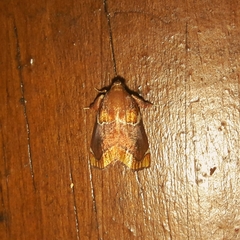 Hypocosmia pyrochroma