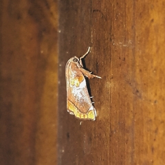 Hypocosmia pyrochroma