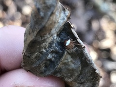 Araneus miniatus
