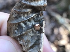 Araneus miniatus