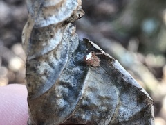 Araneus miniatus