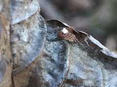 Araneus miniatus