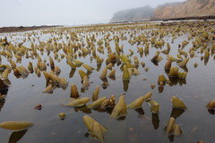 Halosaccion glandiforme