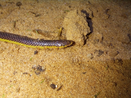 Photo of a Slender Quill-snouted Snake (Xenocalamus bicolor)