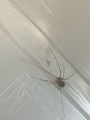 Physocyclus globosus