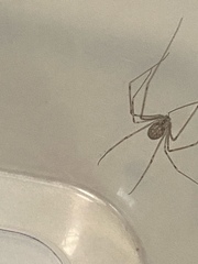 Physocyclus globosus