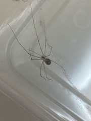 Physocyclus globosus