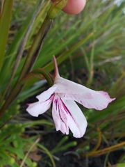 Disa gladioliflora gladioliflora