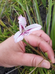 Disa gladioliflora gladioliflora