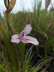 Disa gladioliflora gladioliflora
