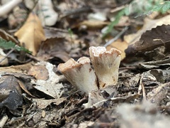 Gloeocantharellus