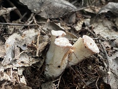 Gloeocantharellus