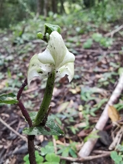 Disperis lindleyana