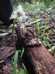 Disperis lindleyana