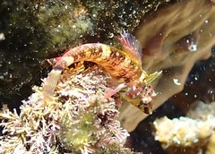 Enneapterygius atrogulare