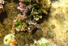 Enneapterygius atrogulare