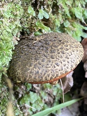 Amoenoboletus mcrobbii