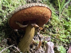 Amoenoboletus mcrobbii