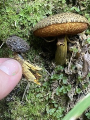 Amoenoboletus mcrobbii