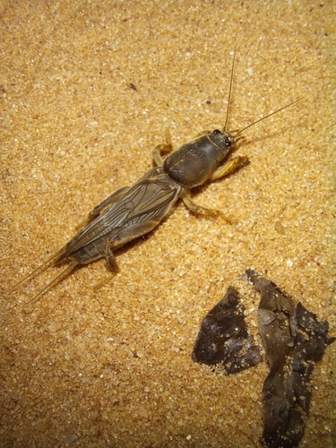 African Molecricket (Gryllotalpa africana) · iNaturalist