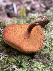 Chalciporus aurantiacus