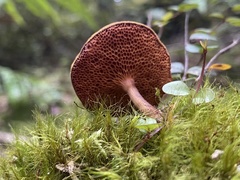 Chalciporus aurantiacus