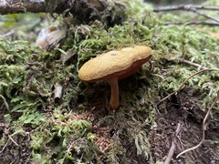 Chalciporus aurantiacus