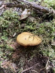Chalciporus aurantiacus