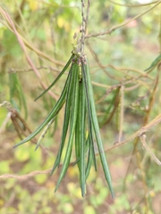 Vigna umbellata