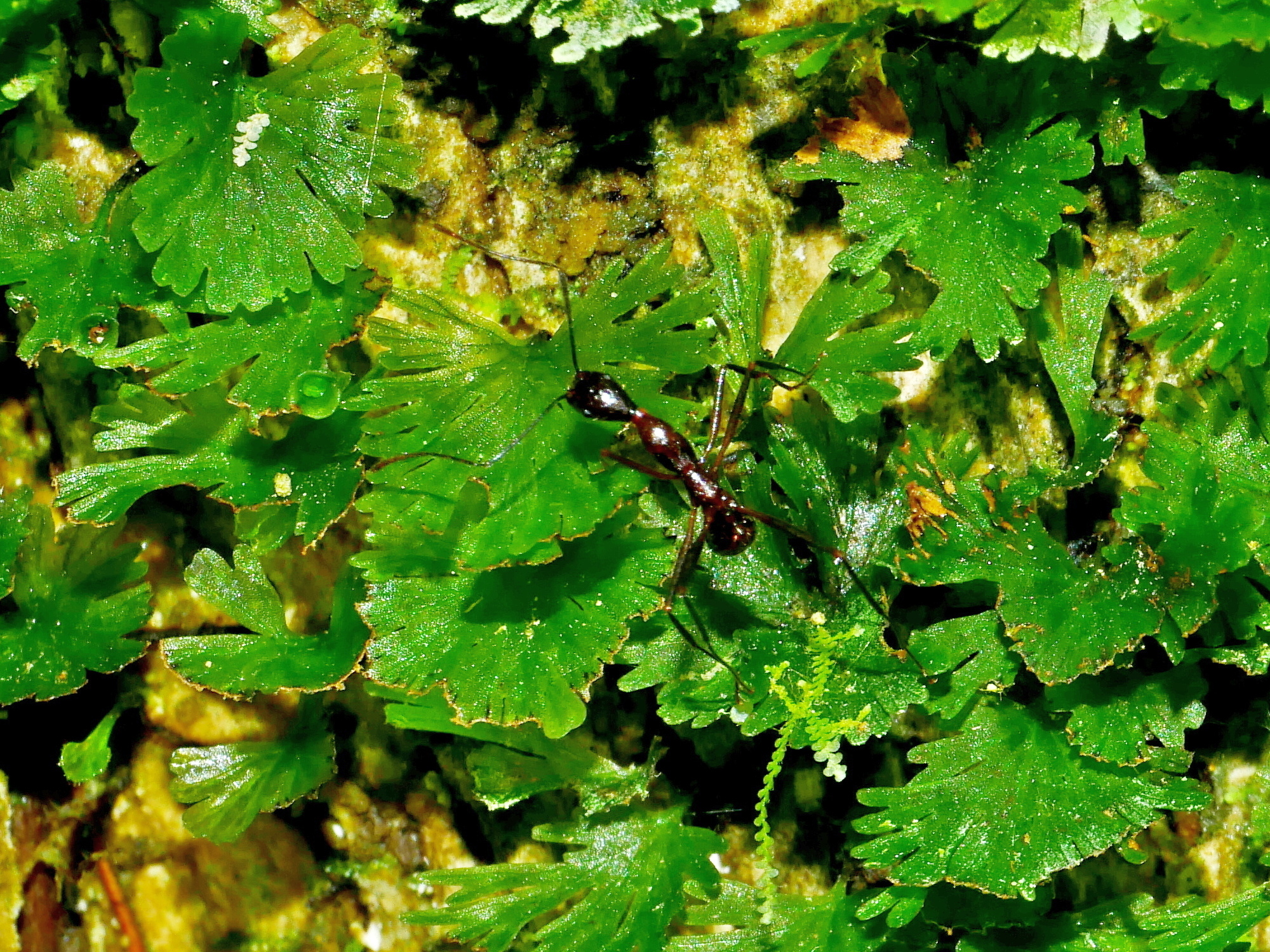 Aphaenogaster takahashii