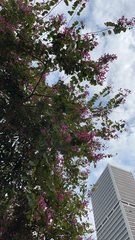 Bauhinia × blakeana