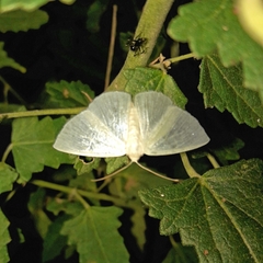 Lomographa argentata
