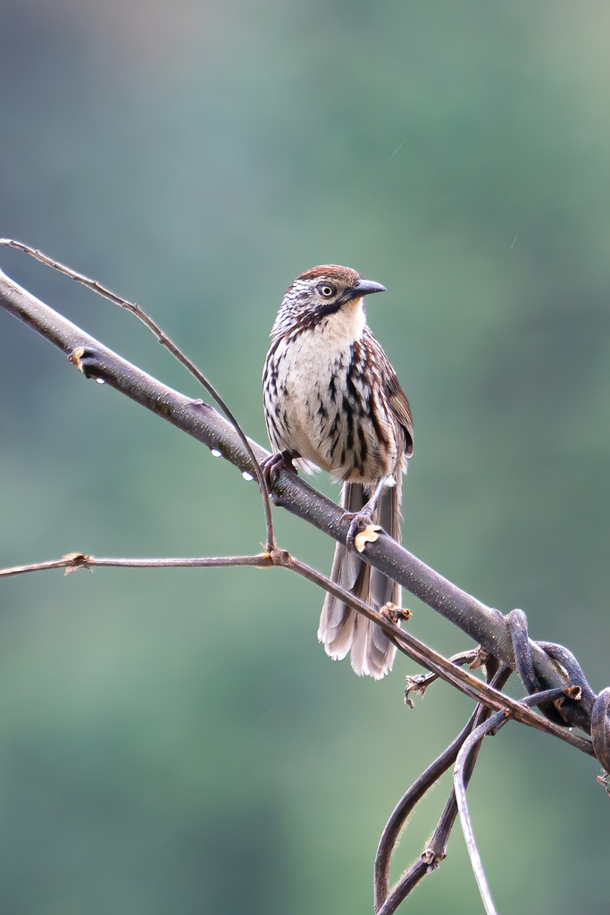 Chinese Babax
