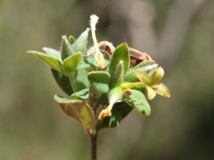 Pimelea curviflora gracilis